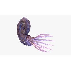 Ammonite model